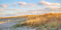 Grassy Dunes Panorama Fine Art Print
