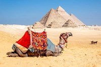 Camel Resting by the Pyramids, Giza, Egypt Fine Art Print