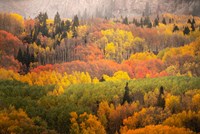 Colorado, Gunnison National Forest, Forest In Autumn Colors Fine Art Print