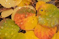 Colorado, Gunnison National Forest, Raindrops On Fallen Autumn Aspen Leaves Fine Art Print