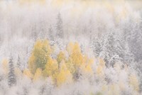 Colorado, San Juan Mountains, Freshly Falling Snow On Aspen Forest Fine Art Print
