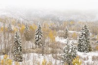 Colorado, White River National Forest, Snowstorm On Forest Fine Art Print