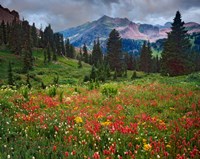 Colorado, Laplata Mountains, Wildflowers In Mountain Meadow Fine Art Print