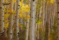 Colorado, Gunnison National Forest, Aspen Trees Highlighted At Sunrise Fine Art Print