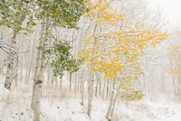 Colorado, Snow Coats Aspen Trees In Winter Fine Art Print