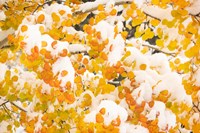 White River National Forest, Snow Coats Aspen Trees In Winter Fine Art Print