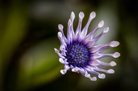 Colorado, Fort Collins, African Daisy Close-Up Fine Art Print