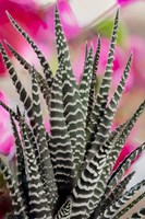 Colorado, Fort Collins, Zebra Plant Succulent Fine Art Print