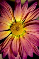 Colorado, Fort Collins, Daisy Flower Close-Up Fine Art Print