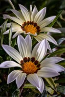 Colorado, Fort Collins, White Flower Close-Up Fine Art Print