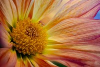 Colorado, Fort Collins, Daisy Flower Close-Up 2 Fine Art Print