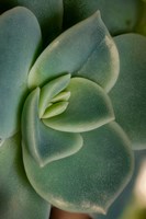 Colorado, Fort Collins, Leatherpetal Succulent Close-Up Fine Art Print