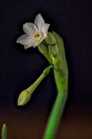 Colorado, Paperwhite Flower Plant Close-Up Fine Art Print