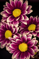 Colorado, Orinoco Daisies Close-Up Fine Art Print