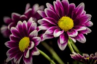 Colorado, Fort Collins, Orinoco Daisies Close-Up Fine Art Print