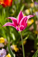 Spring Flowers On Pearl Street, Boulder, Colorado Fine Art Print