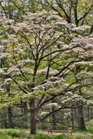 Bench Under Blooming White Dogwood Amongst The Hardwood Tree, Hockessin, Delaware Fine Art Print