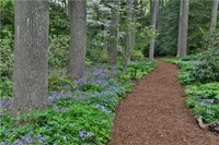 Mt, Cuba Center, Hockessin, Delaware, Along The Woods Path Rimmed By Wildflowers Fine Art Print