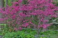 Redbud Tree In Full Bloom, Mt, Cuba Center, Hockessin, Delaware Fine Art Print