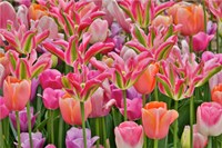 Tulips In Planters, Formal Garden, Mt, Cuba Center, Hockessin, Delaware Fine Art Print