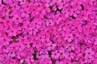 Pink Phlox, Mt, Cuba Center, Hockessin, Delaware Fine Art Print