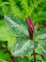 Alleyway With A Red Door And A Green Door In Old Town Ostuni Fine Art Print