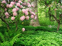 Rhododendrons And Trees In A Park Setting Fine Art Print