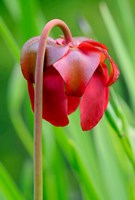 Red Flower Of The Pitcher Plant (Sarracenia Rubra), A Carnivorous Plant Fine Art Print