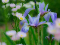 Iris And Wildflowers Fine Art Print