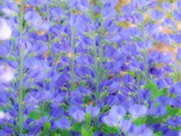 Blue Wild Indigo, Baptisia Australis, A Native American Wildflower Fine Art Print