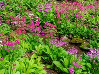 Very Boggy Quarry Garden With Giant Candelabra Primroses Fine Art Print