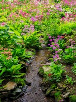 Boggy Quarry Garden With Giant Candelabra Primroses, Primula X Bulleesiana Hybrid Fine Art Print