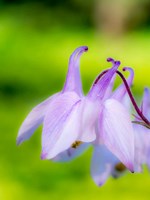 Close-Up Of A Columbine Flower, 'Aquilegia' Fine Art Print
