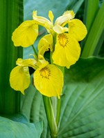 Yellow Iris In A Boggy Environment Fine Art Print