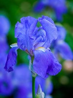 Delaware, Close-Up Of A Blue Bearded Iris Fine Art Print