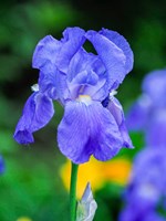Delaware, Close-Up Of A Blue Bearded Iris Fine Art Print