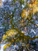 Delaware, Looking Up At The Sky Through A Japanese Maple Fine Art Print