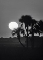 Palm Trees And Sunrise, Florida Fine Art Print