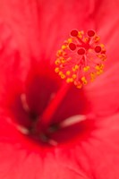 Hawaii, Kauai, Detail Of Hibiscus Flower Fine Art Print