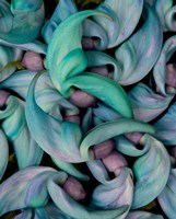Grouping Flowers Of The Jade Vine, Maui, Hawaii Fine Art Print