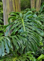 Split Leaf Philodendron And Rainbow Eucalyptus Tree, Kula Botanical Gardens, Maui, Hawaii Fine Art Print