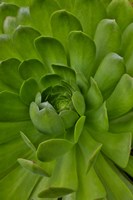 Succulent Close-Up, Upcountry, Maui, Hawaii Fine Art Print