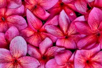 Plumeria Flower Grouping, Maui, Hawaii Fine Art Print