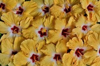 Yellow Hibiscus Flower Grouping, Maui, Hawaii Fine Art Print