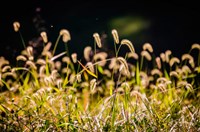 Backlit Grass Seedhead Fine Art Print