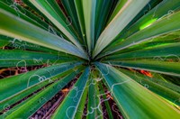 Close-Up Of Yucca Plant Leaves Fine Art Print