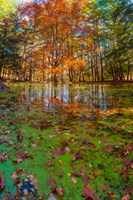 Fall Foliage Reflection In Lake Water Fine Art Print