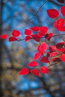Red Leaves On Tree Branch Against Blue Sky Fine Art Print