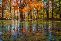 Fall Foliage Reflection In Lake Water Fine Art Print