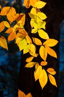 Sunlight Filtering Through Colorful Fall Foliage Fine Art Print